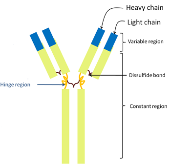 section-media