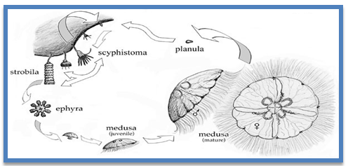 section-media