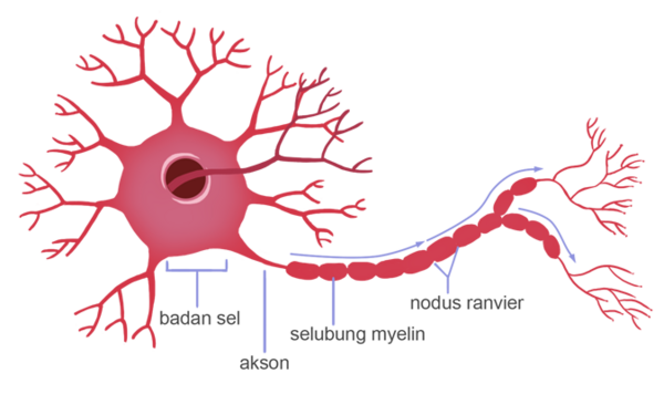  Sel  Saraf dan Sistem Saraf Pusat Serta Tepi Kosongin